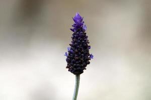 Sommerblumen in einem Stadtpark im Norden Israels. foto