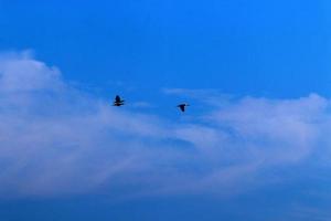 vögel am himmel über dem mittelmeer. foto