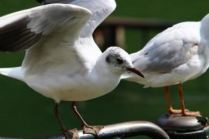 Eine Möwe sitzt am Ufer des Mittelmeers. foto