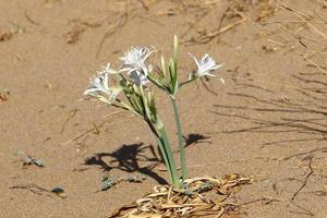 grüne Pflanzen und Blumen wachsen auf dem Sand in der Wüste. foto