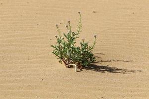 grüne Pflanzen und Blumen wachsen auf dem Sand in der Wüste. foto
