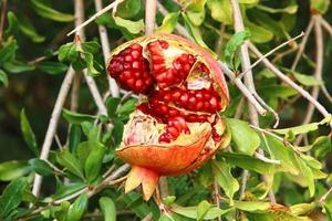 Granatäpfel auf einem Baum in einem Stadtpark. foto