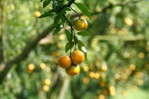 orangenbaum in graden foto