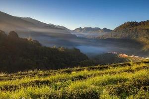 Teeplantage im Doi Ang Khang, Chiang Mai, Thailand foto