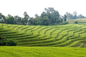 grünes terrassenförmig angelegtes Reisfeld bei Ban Pa Bong Peay in Chiangmai, Thailand foto