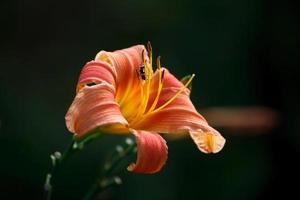 Nahaufnahmebiene sammelt Pollen von der Lilienblume foto