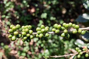 Kaffeebohnen reifen auf Baum im Norden von Thailand foto