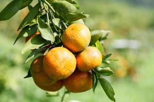 orangenbaum in graden foto