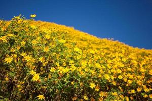 Mexikanische Sonnenblume Unkraut auf dem Berg, Provinz Mae Hong Son, Thailand. foto