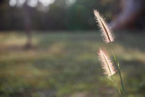 Fuchsschwanzgras unter Sonnenschein, Nahaufnahme, selektiver Fokus foto