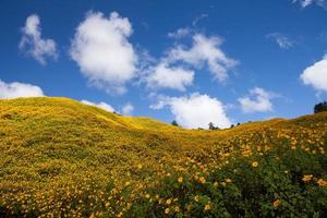 Mexikanische Sonnenblume Unkraut auf dem Berg, Provinz Mae Hong Son, Thailand. foto