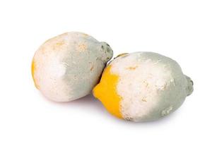 verschimmelte Zitrone Zitrusfrüchte isoliert auf weißem Hintergrund foto