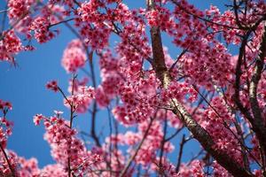 kirschblüte in khun wang chiangmai, thailand. foto