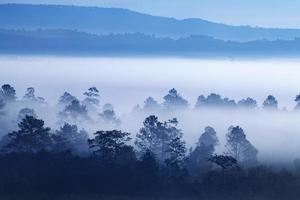 Nebel im Wald bei Khao-Kho Phetchabun, Thailand foto