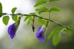 Erbsenblume, Nahaufnahme foto