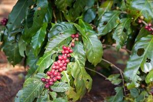 Kaffeebohnen reifen auf Baum im Norden von Thailand foto