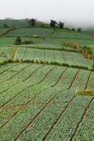 Viele grüne Kohlköpfe auf den Feldern der Landwirtschaft in Phutabberk Phetchabun, Thailand foto