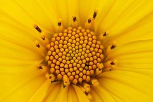 Nahaufnahme mexikanisches Sonnenblumenkraut