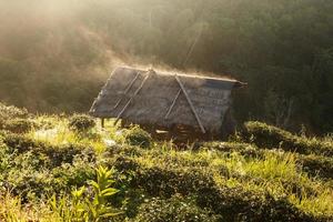 nebliger morgensonnenaufgang in der teeplantage und hütte in doi ang khang, chiang mai, thailand foto