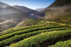 Teeplantage im Doi Ang Khang, Chiang Mai, Thailand foto