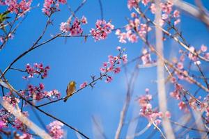 Weißaugenvogel auf Kirschblüte und Sakura foto