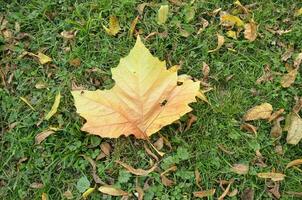 gelbes oder orangefarbenes blatt, das mit gras auf den boden gefallen ist foto