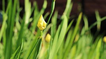 Gelbe Blumen sehen am Morgen wunderschön aus foto