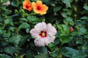 Hibiskus rosa-sinensis, Malvaceae. schöne Blumen schmücken den Hof des Hauses. schöner natürlicher Blumenhintergrund. foto