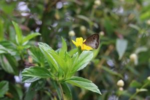 natürliche Bestäubung durch Schmetterlinge auf wedelia chinensis-Blüten foto