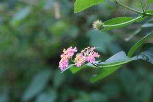 Nahaufnahmefoto der bunten Lantana-Camara-Blume in rosa und gelber Farbe. natürliches Hintergrundfoto. foto