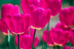 rosa und violette Tulpenblumen foto