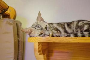 Nahaufnahme süße Katze im Café foto