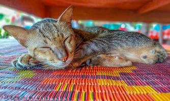 schlafende katze unter tisch. foto