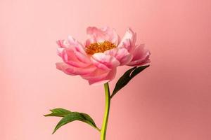 schöne rosa pfingstrosenblume auf pastellrosa hintergrund, minimaler stil, sommerfarbe foto