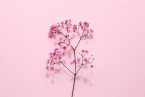 elegante blumige zartrosa komposition. schöne blumen auf pastellrosa hintergrund. foto