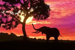 Schattenbildelefant, der fast großen Baum mit schönem Sonnenuntergangdämmerungs-Himmelshintergrund steht foto