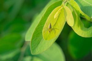 Nahaufnahmefoto der Spinne auf dem Blatt foto