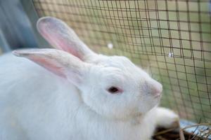 weißes kaninchen sitzt im käfig auf dem außenfeld. foto
