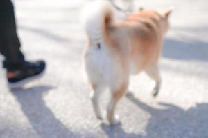verschwommen der shiba inu ist ein sehr süßer und guter freund. Es ist ein japanisches Hundeporträt. foto