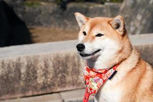 shiba inu japanischer hund, porträtmalerei. foto