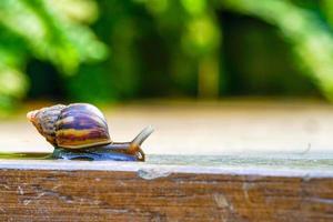 Nahaufnahme kleine braune Schnecke bewegt sich langsam auf der Holzplatte foto