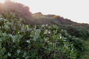 Südafrikanischer Fynbos foto