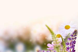 Weiße helle Gänseblümchenblumen auf einem Hintergrund der Sommerlandschaft. foto