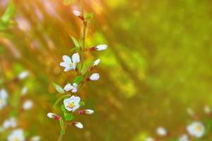 blühende Zweigkirsche. leuchtend bunte Frühlingsblumen foto