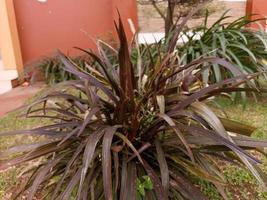 eine Blume, die im Hof der Moschee gewachsen ist foto