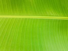 frischer organischer Bananenblatt natürlicher Hintergrund foto