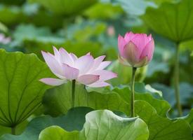 blühende Lotusblume foto