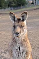 Porträt des australischen braunen Kängurus foto