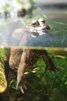 Frosch im Wasser foto