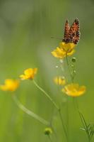 Europäischer Schmetterling auf Frühlingswiese foto